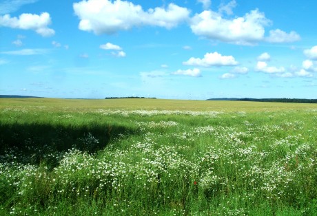 Summer Field